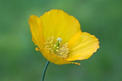 Meconopsis cambrica papaver - meconopsis, cambrica/papaver