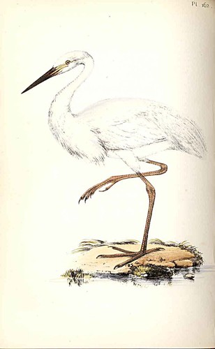 Great white heron - white,