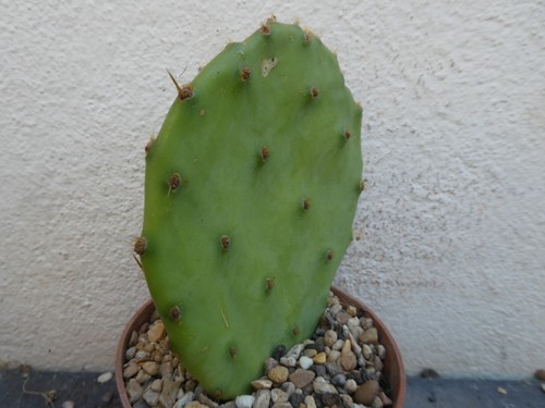 Opuntia bentonii galveston - opuntia, bentonii,