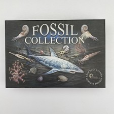 Fossil Collection By British Fossils