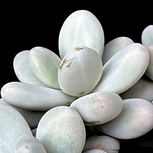 Pachyphytum oviferum leaf - 5, x