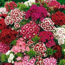 Sweet William Early Messenger