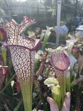 Sarracenia Leucophylla, Bulk Swap For Vft Or Darlingtonia, Read Description