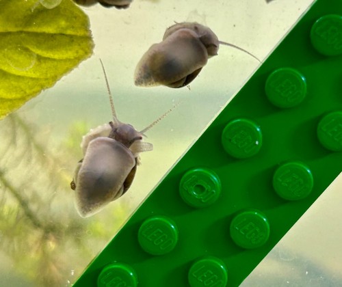 Live pea sized mystery snails - sized,