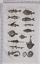 1788 ANTIQUE PRINT FISHES PORCUPINE FISH POGGE REMORA SAW FISH SAW SNAKE TOAD