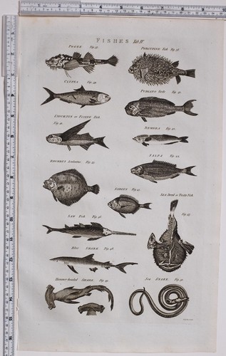 1788 antique print - antique,