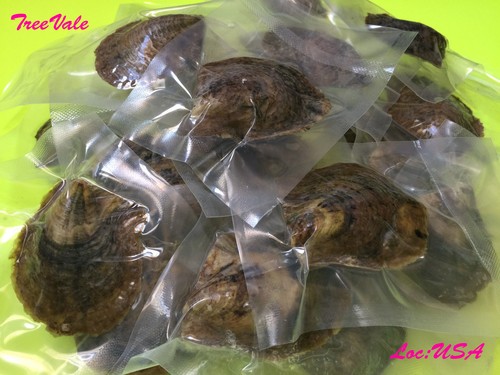 Bulk akoya oysters with large - akoya,