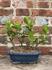 Crassula ovata jade - crassula,