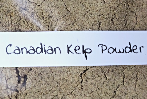 Canadian kelp powder ideal for - kelp,