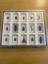 Insect Collection Individual