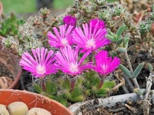 Succulent Trichodiadema  Densum Spring Flowers Mesemb