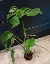 Large Variegated Monstera Full