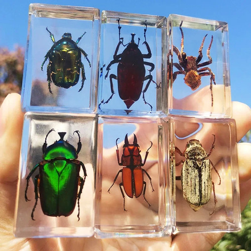 Real insect specimen - insect, resin