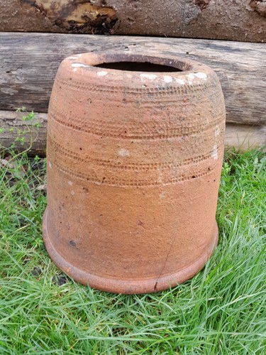 Vintage rhubarb kale forcer - vintage,