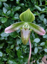 Paphiopedilum javanicum orchid