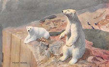POLAR BEARS LONDON ZOO POSTCARD c.1930'S J SALMON 3054 C T HOWARD