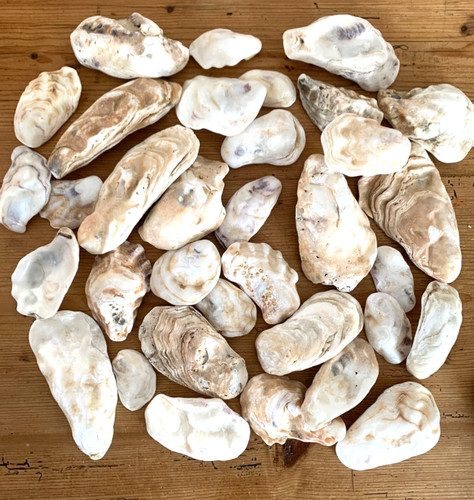 Oyster shells large medium - oyster,