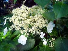 Hydrangea petiolaris climbing wall shrub white flowers 2 litre pot