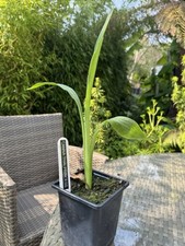 CANNA THAI PRINCESS - 1 x 9cm pot plant - tropical perennial, flowering