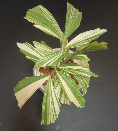 Trachycarpus fortunei wysiwyg - fortunei,