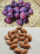 5x Sugar Plum Seeds – Plum