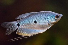 4-Pack Blue Gourami Live Fish