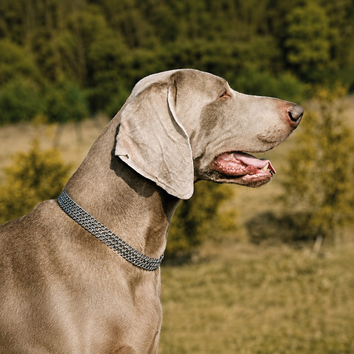 Dog choker chain collar - choker,