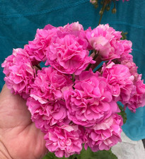 Pelargonium Lia Evita (2025)