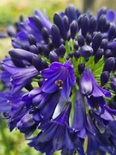 Agapanthus Midnight Sky inky blue flowers plant in 2L pot or bareroot