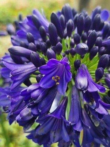 Agapanthus midnight sky inky - agapanthus,
