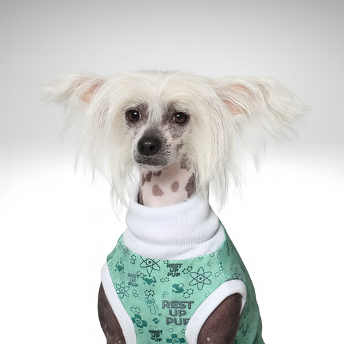 Chinese crested dog surgery - crested,