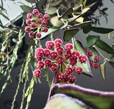 Hoya Rosita Rooted Cutting Potted Plant