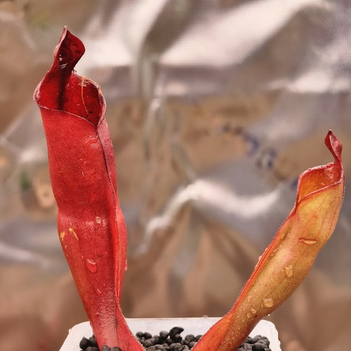 Heliamphora sarracenioides - heliamphora,