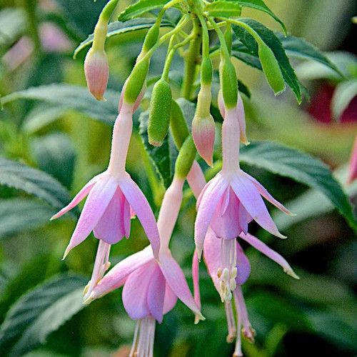 Fuchsia whiteknights - fuchsia, ‘whiteknights