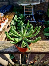 Euphorbia Inermis | Medusa's Head succulent plant in 10.5cm pot