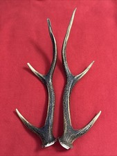 PAIR OF SIKA DEER ANTLERS