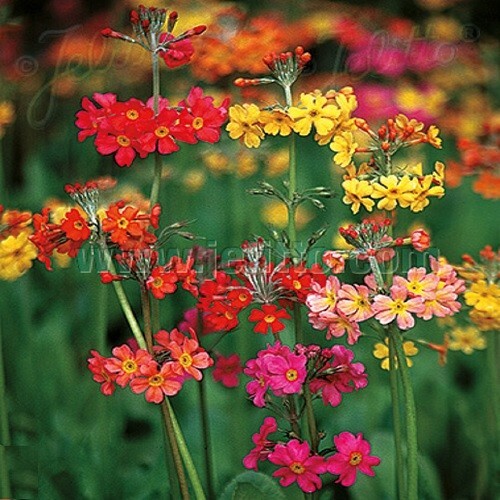 Candelabra primroses primula - primroses, /