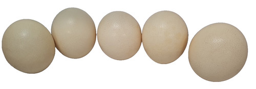 Ostrich egg genuine - ostrich, 5