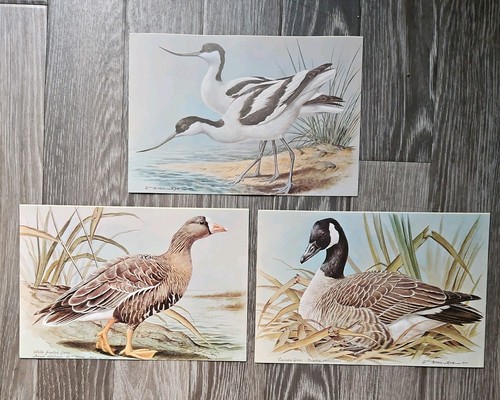 Rspb waterfowl birds official - rspb,