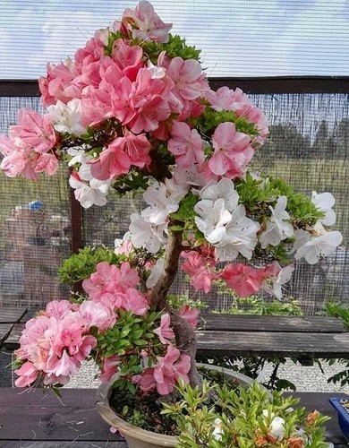 Johga azalea rhododendron - ~~johga~~azalea,