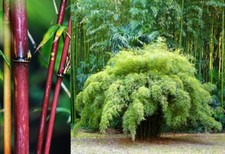Fargesia fungosa - , (borinda)