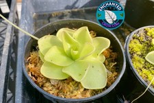 2″ potted Butterwort