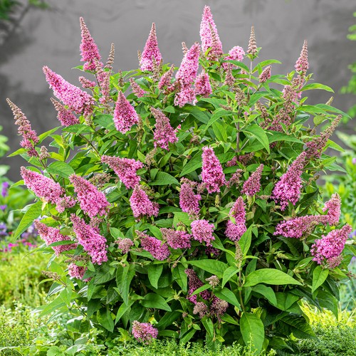 Buddleia candy little - pink, |