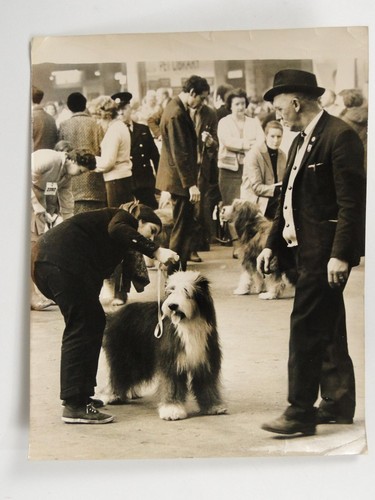 Bearded collie crufts - crufts, dog
