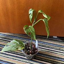 Monstera Obliqua Napo