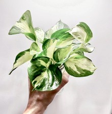 1 x Manjula Pothos Variegated Houseplant Cutting Rooted (6cm+) READ DESCRIPTION