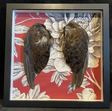 a pair of framed grouse wings