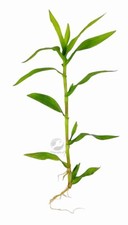 Floratica ¦  5 x Murdannia Keisak Live Aquarium Plants Tropical Fish Tank