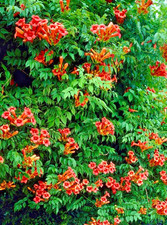 Campsis radicans Trumpet Vine