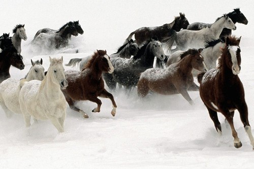61561 horses running snow - horses, in